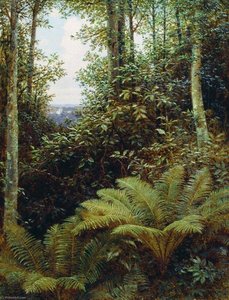 Ferns
