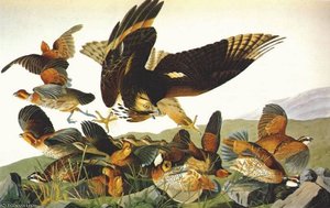 Bob White (virginia Partridge) - — John James Audubon
