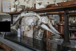 Dolphin Skeleton — Emile Deyrolle, Naturalism