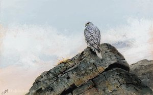 A Greenland Gyr Falcon Perched On Rocks — George Edward Lodge