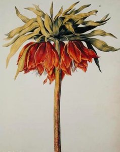 Crown Imperial Lily Or Fritillary — Nicolas Robert