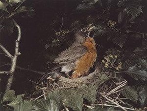 Robin — Eliot Porter