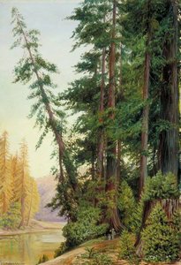 View In A Redwood Forest, California — Marianne North