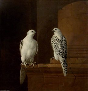Two Iceland Falcons — Jakab Bogdány