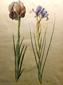 Irises