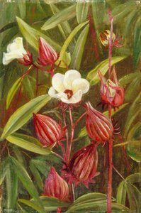 Flowers Of Roselle — Marianne North