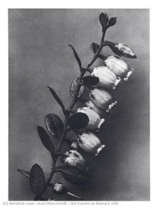 Art Forms in Nature 106