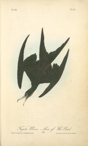 Frigate Pelican Man Of War Bird. Male — John James Audubon