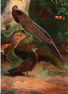 A Pair Of Malay Arguses — Archibald Thorburn