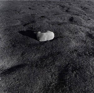 Sleeping Lamb, From The Kansas Documentary Survey Project — Larry W Schwarm