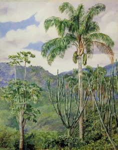View In Brazil Near Ouro Preto, With Oil Palms — Marianne North, Academic Botanical Painting