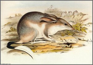 Bilby — John Gould
