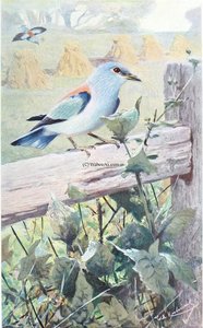 European Roller — Friedrich Wilhelm Kuhnert