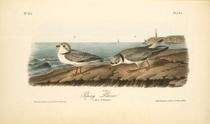 Piping Plover. 1. Male. 2. Female — John James Audubon