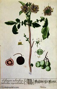 Potato plant and fruit