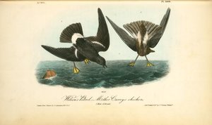 Wilson's Petrel. -mother Carey's Chicken. 1. Male.2. Female — John James Audubon