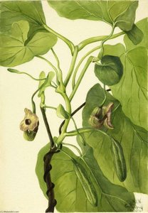 Dutchman's Pipe — Mary Vaux Walcott