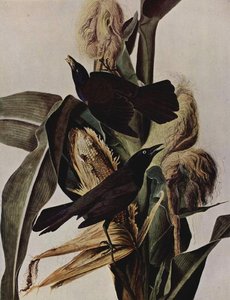 Purpurbootschwanz — John James Audubon