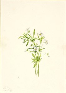Field Violet (viola Rafinesquii) — Mary Morris Vaux Walcott