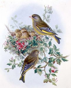 Greenfinch