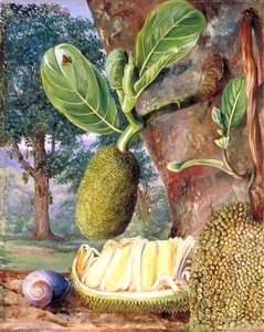 Jak Fruit, Singapore — Marianne North