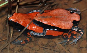 Phrynomantis microps, couple, 07-08, Pendjari National Park, Benin