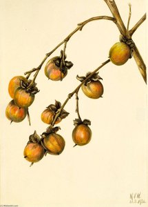 Persimmon (diospyros Virginiana) — Mary Vaux Walcott