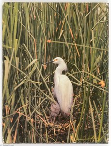 Untitled (egret In Nest With Young) — Joseph Cornell
