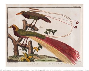 Plate Xiii (king And Greater Birds-of-paradise), From Ornithologie (ornithology), Volume 2 — Mathurin-jacques Brisson, 18th Century Naturalism