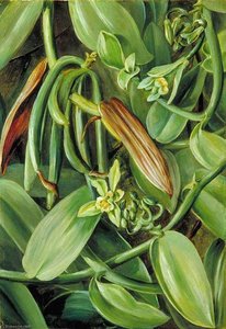 Foliage, Flowers And Fruit Of Vanilla Albida — Marianne North