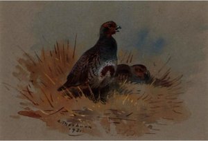 Partridges 1 — Archibald Thorburn