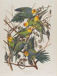 Carolina Parrot — John James Audubon
