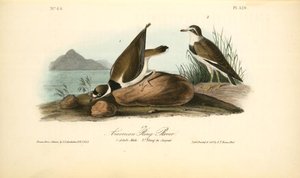 American Ring Plover. 1. Adult Male. 2. Young In August — John James Audubon