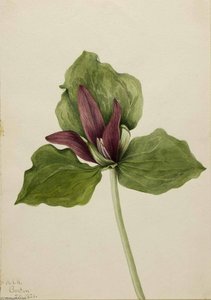 Giant Trillium (trillium Chloropetalum) — Mary Morris Vaux Walcott