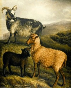 Orkney And Shetland Sheep — Vilijam Šils