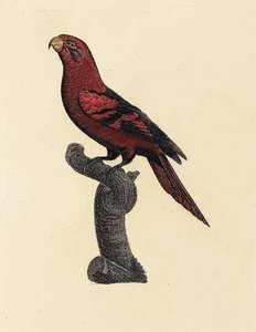 Violet-necked Lory — Jacques Barraband