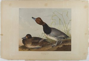 Red-headed Duck — John James Audubon