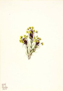 Owl's Clover (Orthocarpus erianthus)