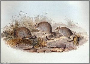 Brush-Tailed Bettong