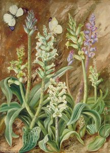 Lachenalias And Butterflies, South Africa — Marianne North, Marianne North