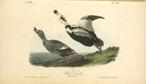 Pied Duck. 1. Male. 2. Female — John James Audubon