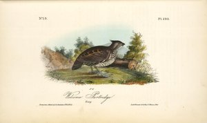 Welcome Partridge. Young — John James Audubon