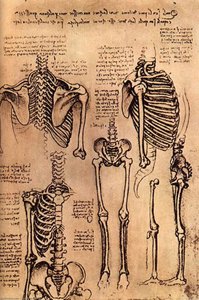 Drawing Of The Torso And The Arms — Leonardo Da Vinci