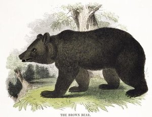 The Brown Bear, — Josiah Wood Whymper