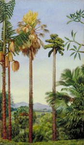 The Talipot Palm In Flower And Fruit, And Wine Palm In Flower At Buitenzorg, Java — Marianne North, Detailed Botanical Illustration