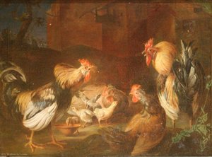 Roosters, hens and chicks