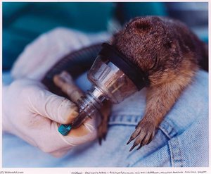 Biologist Temporarily Anesthetizes A Prairie Dog To Reduce Stress While Drawing Blood In Reproduction Research. National Wildlife Research Center. Fort Collins, Colorado — Joann Brennan