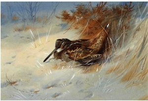 Woodcock Sheltering In The Snow — Archibald Thorburn