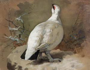 A Ptarmigan In Winter — Archibald Thorburn