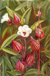 Flowers Of Roselle — Marianne North, Botanical Realism
